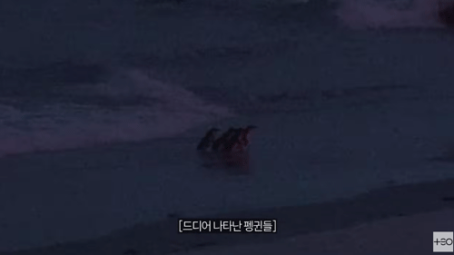 팽귄투어3