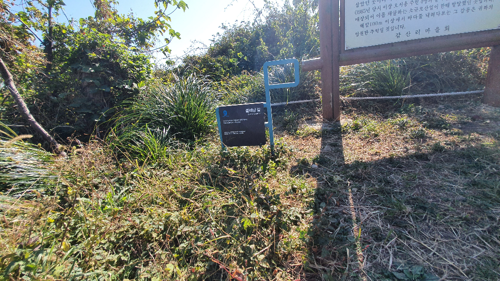 제주 올레9코스