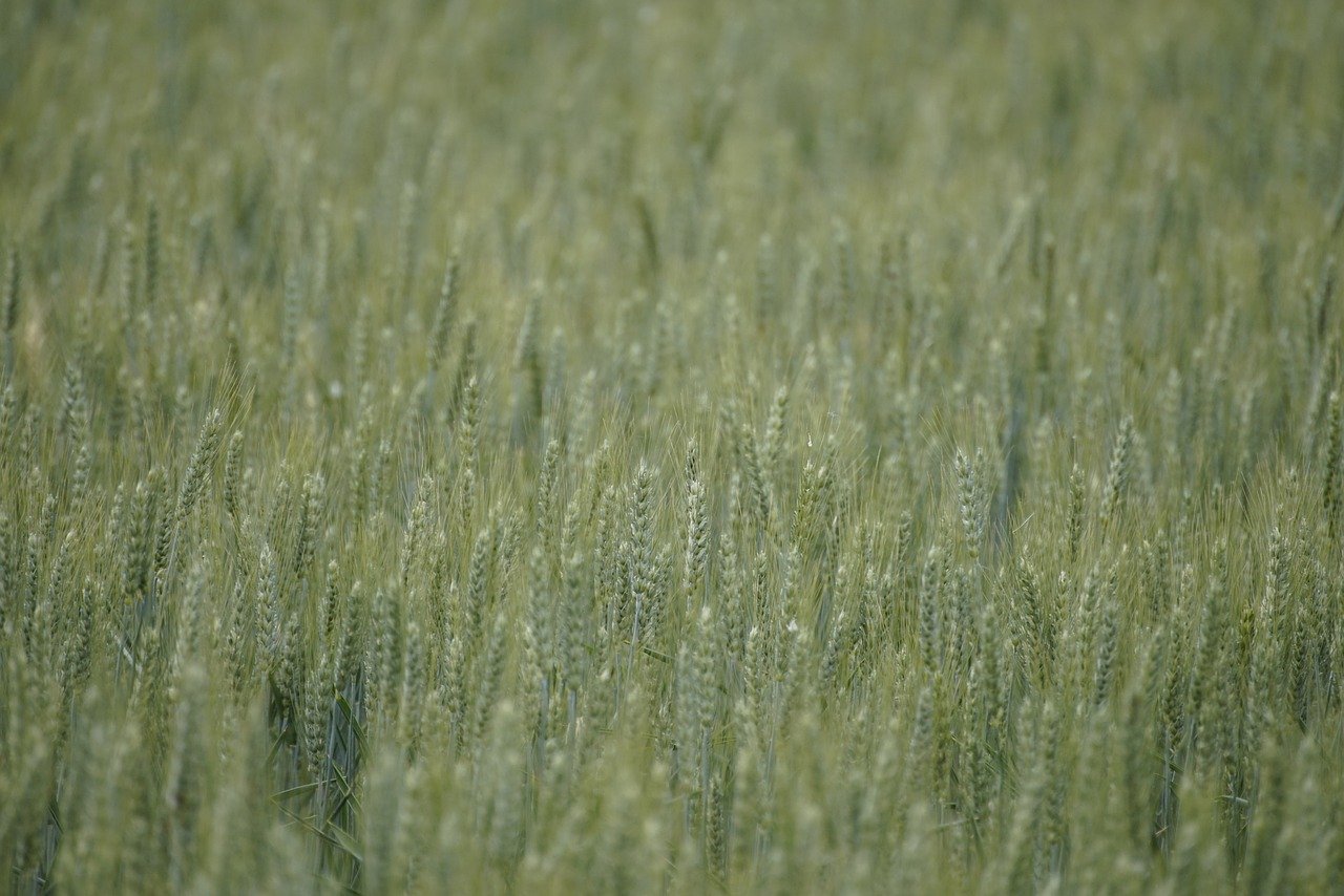 스마트팜 GAP·GLOBAL GAP 연계