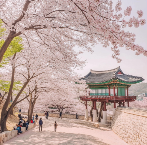  벚꽃 개화시기1