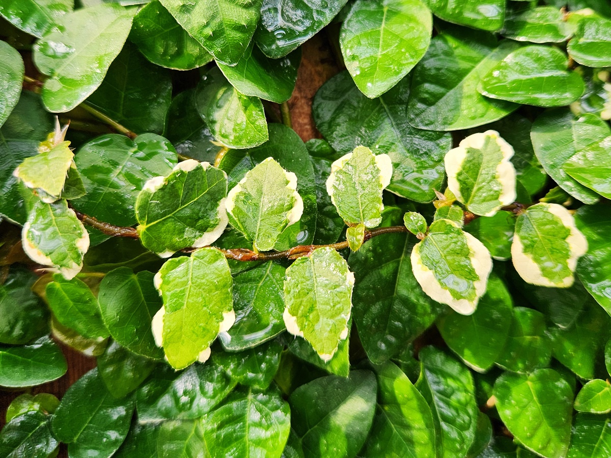 무늬모람(무늬푸미라)