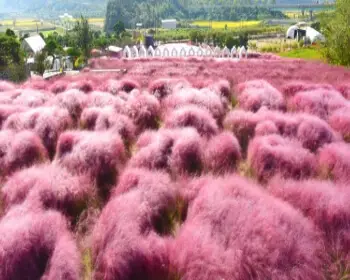 고창 핑크뮬리 축제 꽃객 프로젝트_8