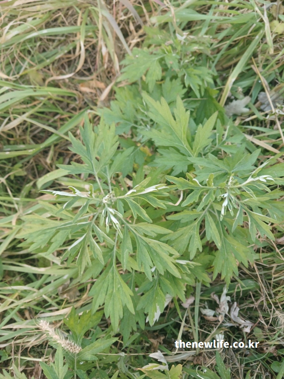 햇빛 아래 자라는 푸른 쑥잎의 실제 사진 – 비타민과 철분이 풍부해 면역력 강화와 피로 회복에 도움을 주는 쑥의 모습