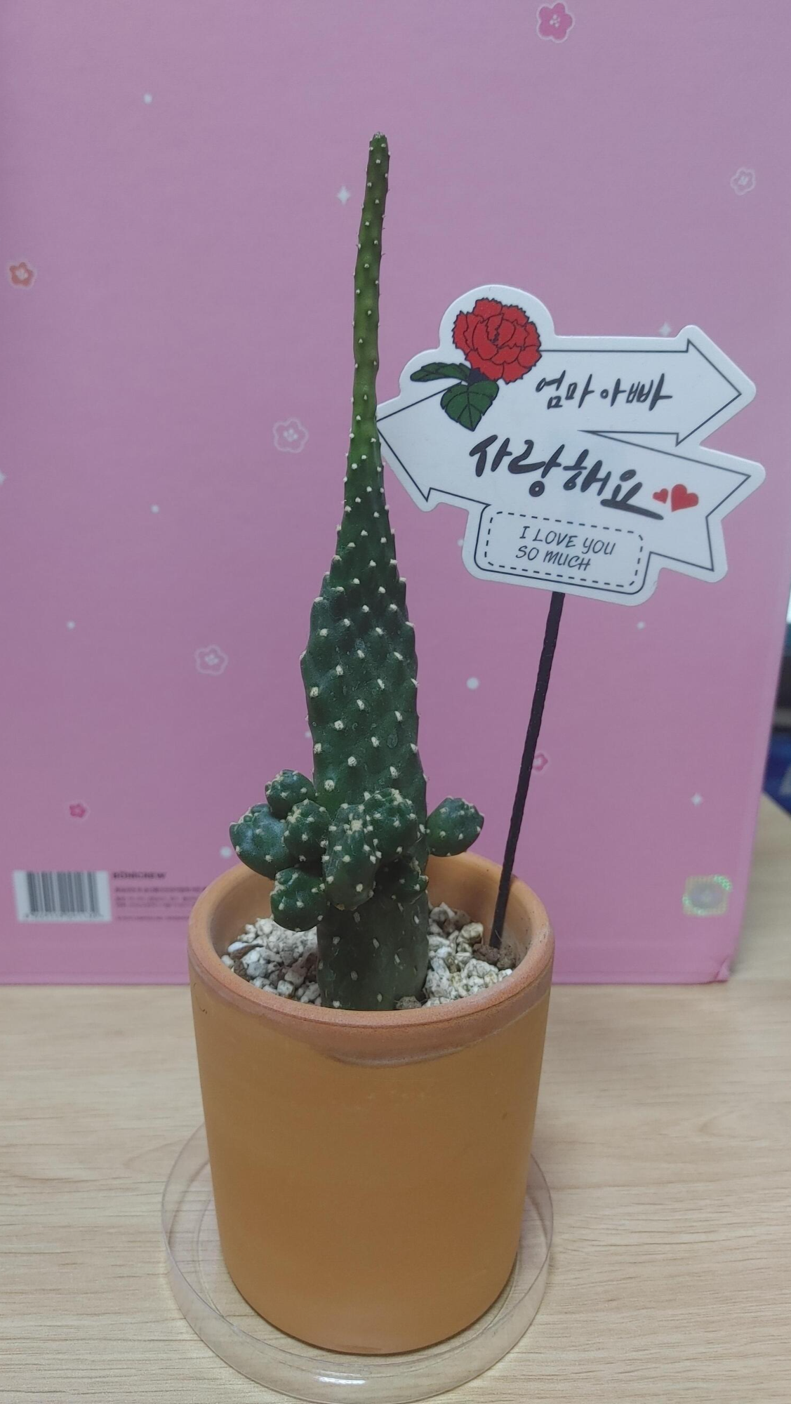 만세선인장