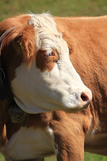 2025년 을사년 신년운세, 소띠(11) 건강해야지 할 수 있어! 소띠.