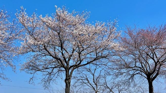 만경강 벚꽃길4
