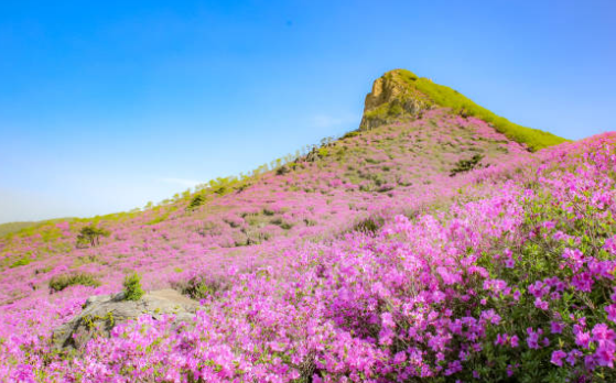 황매산 철쭉제