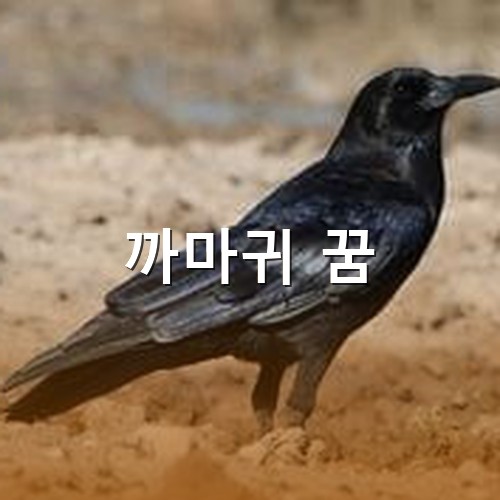 온-몸이-까만-까마귀가-밭에-앉아-한곳을-응시하는-모습
