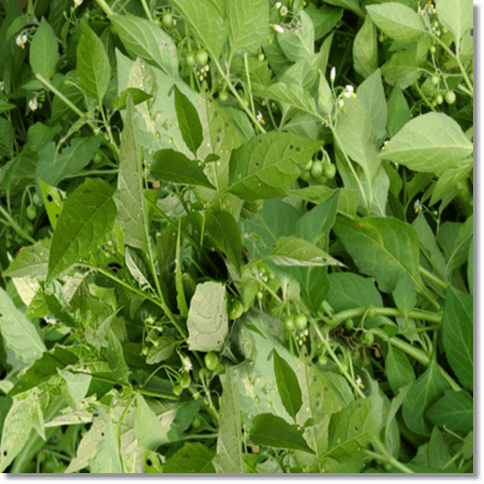 까마중 효능 및 먹는법과 주의점