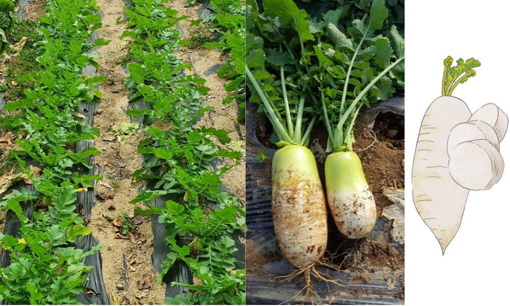 무의 성분과 효능