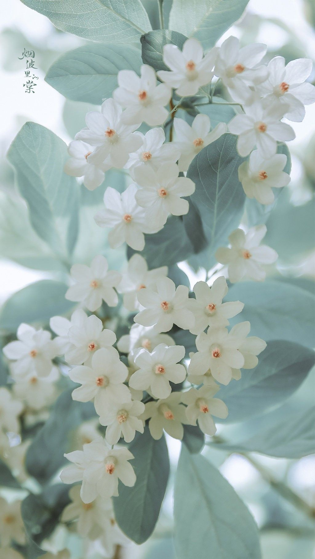 제주 벚꽃 명소