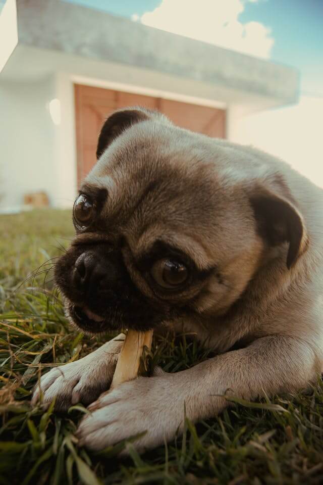 반려견 눈 사진