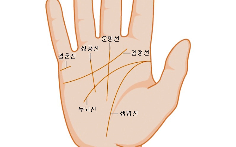 손금 6가지 기본선