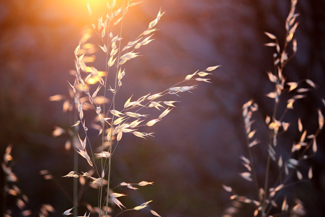 Seedling