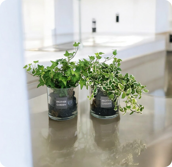 미세먼지를 없애는 실내 공기 정화 식물 BEST 7