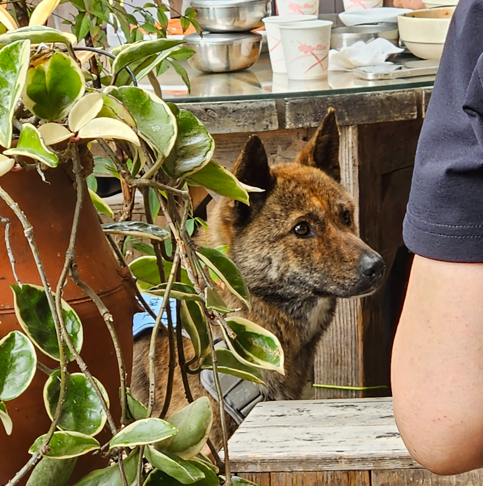 강화도 애견동반 식당