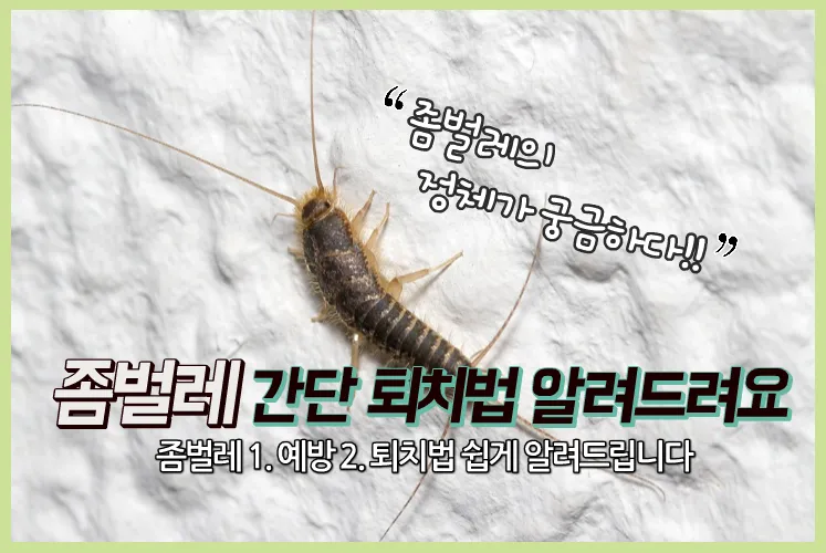 좀벌레 퇴치약 종류 원인 퇴치방법 완벽 가이드_1