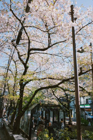 2026 벚꽃 야경 명소 완벽 가이드