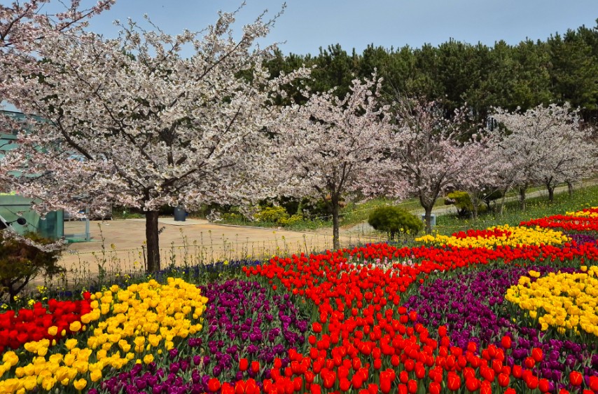 태안 튤립축제 기간 입장료 할인