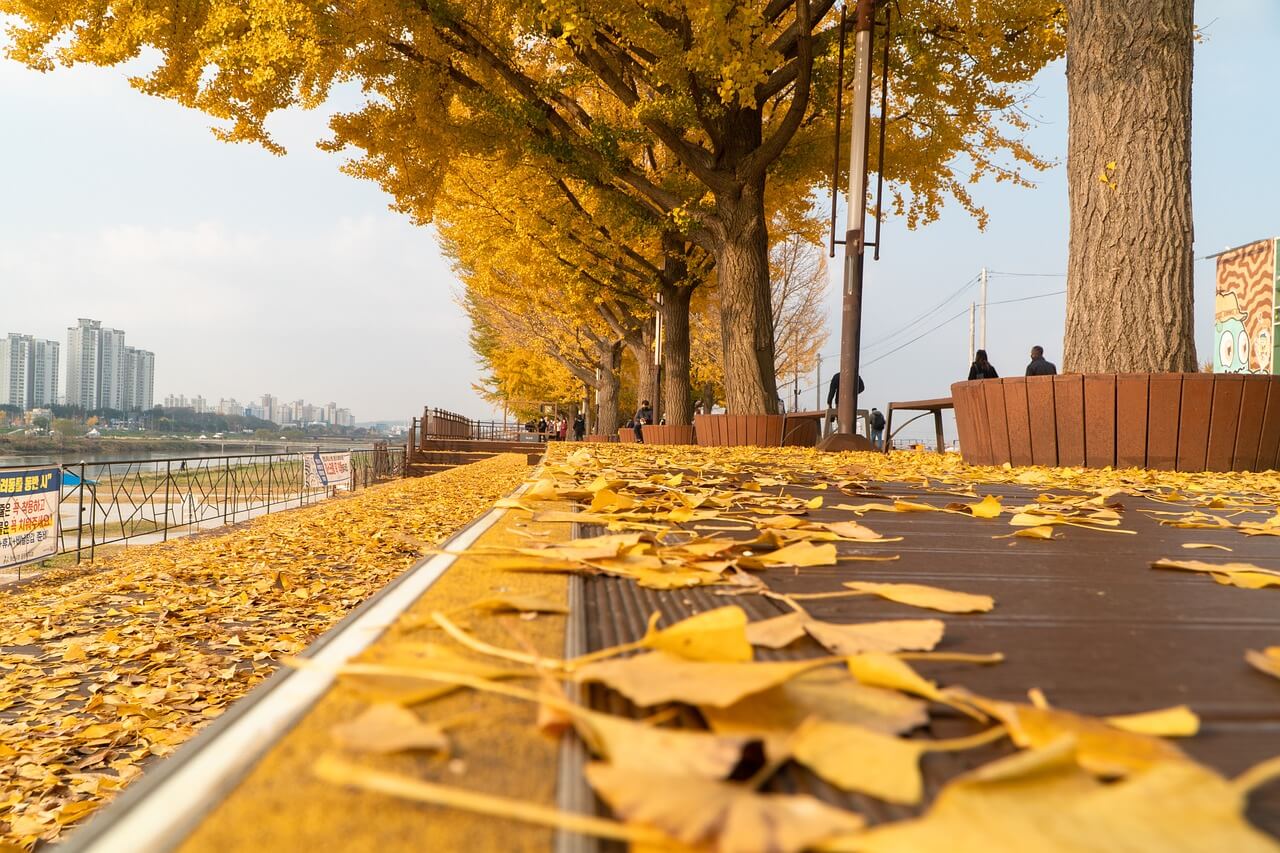 에버랜드 은행나무숲 예약