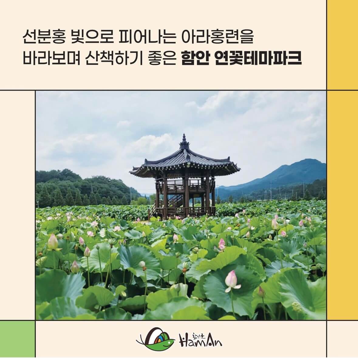 함안연꽃축제기간