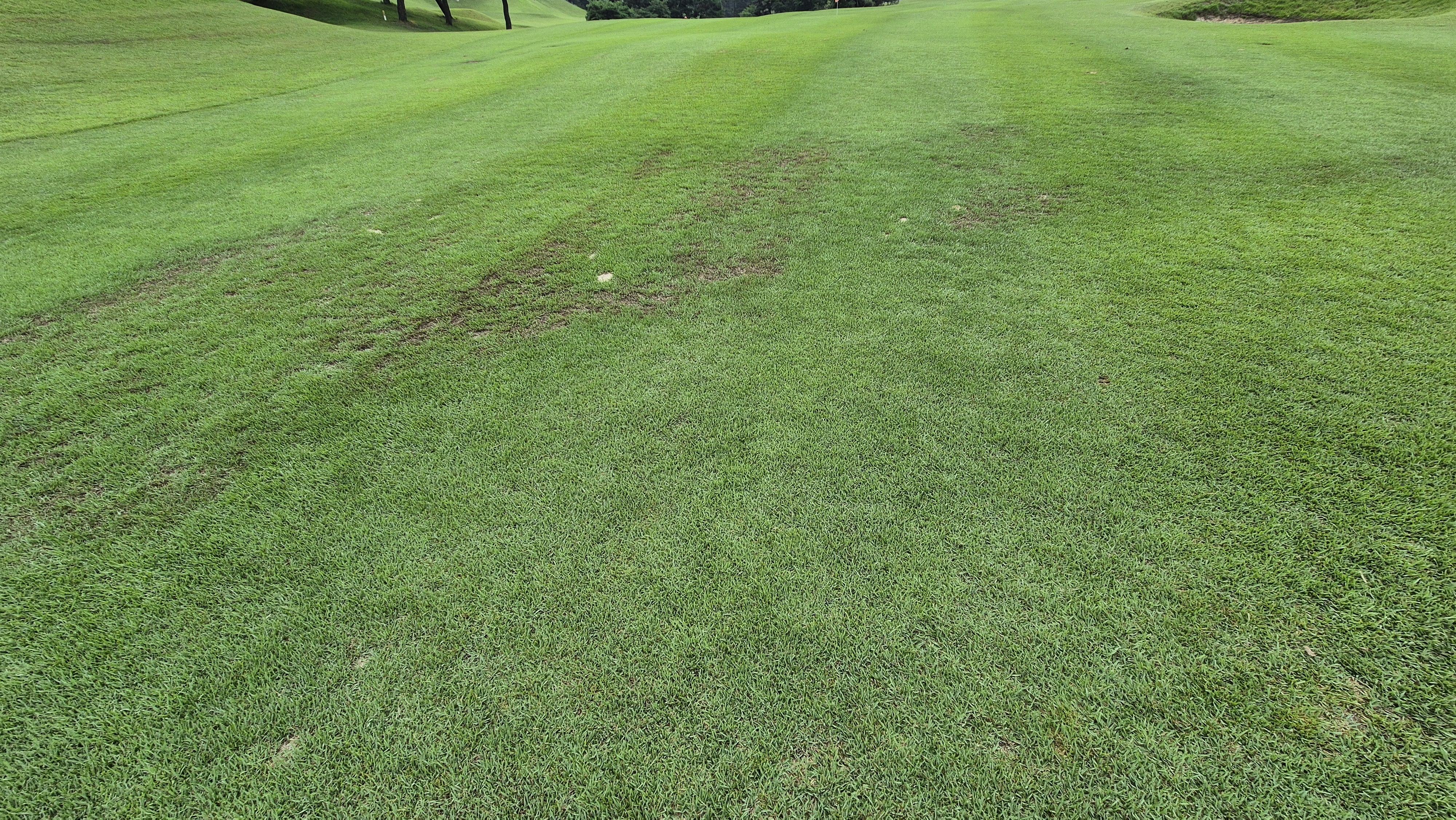 한림용인cc 다이아몬드-사파이어 코스 라운드 후기