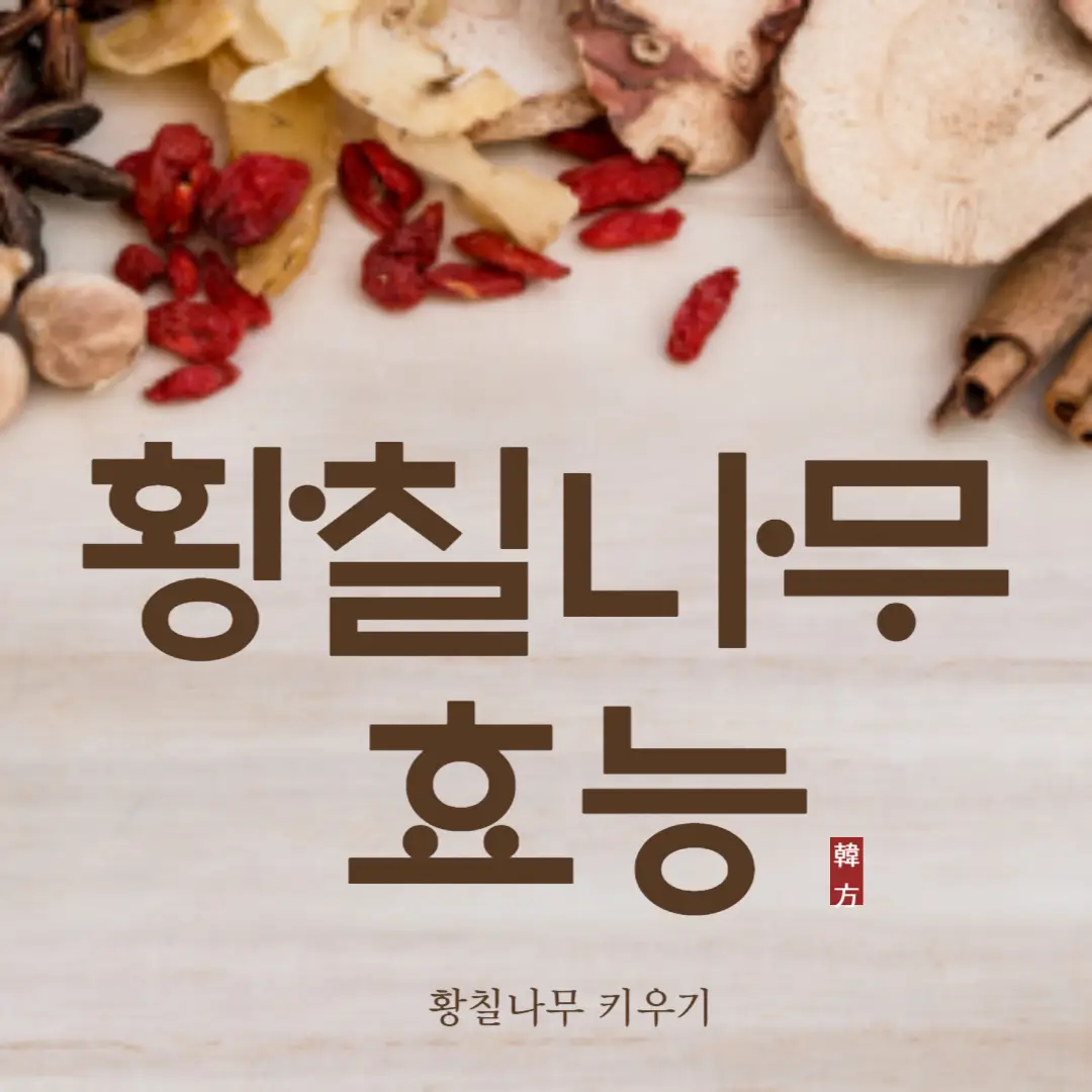 황칠나무 효능 글자