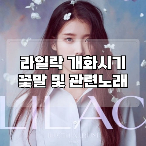 라일락-개화시기-꽃말-및-관련노래