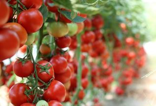 스테비아 방울토마토 효능 부작용 칼로리