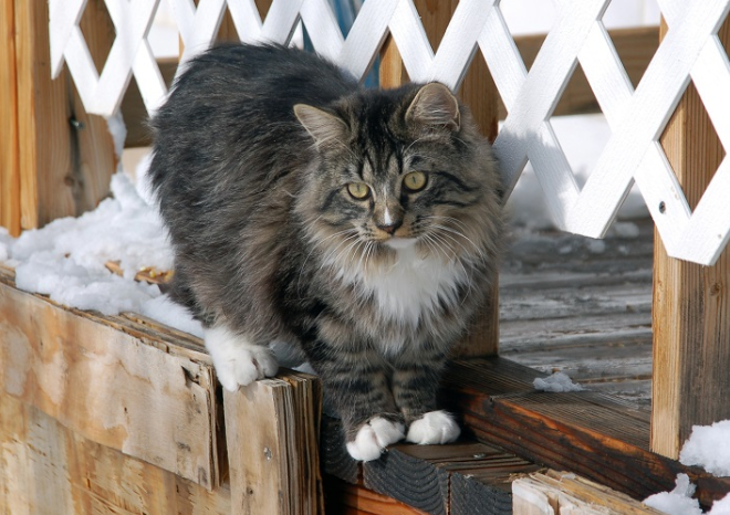 라가머핀의 이미지