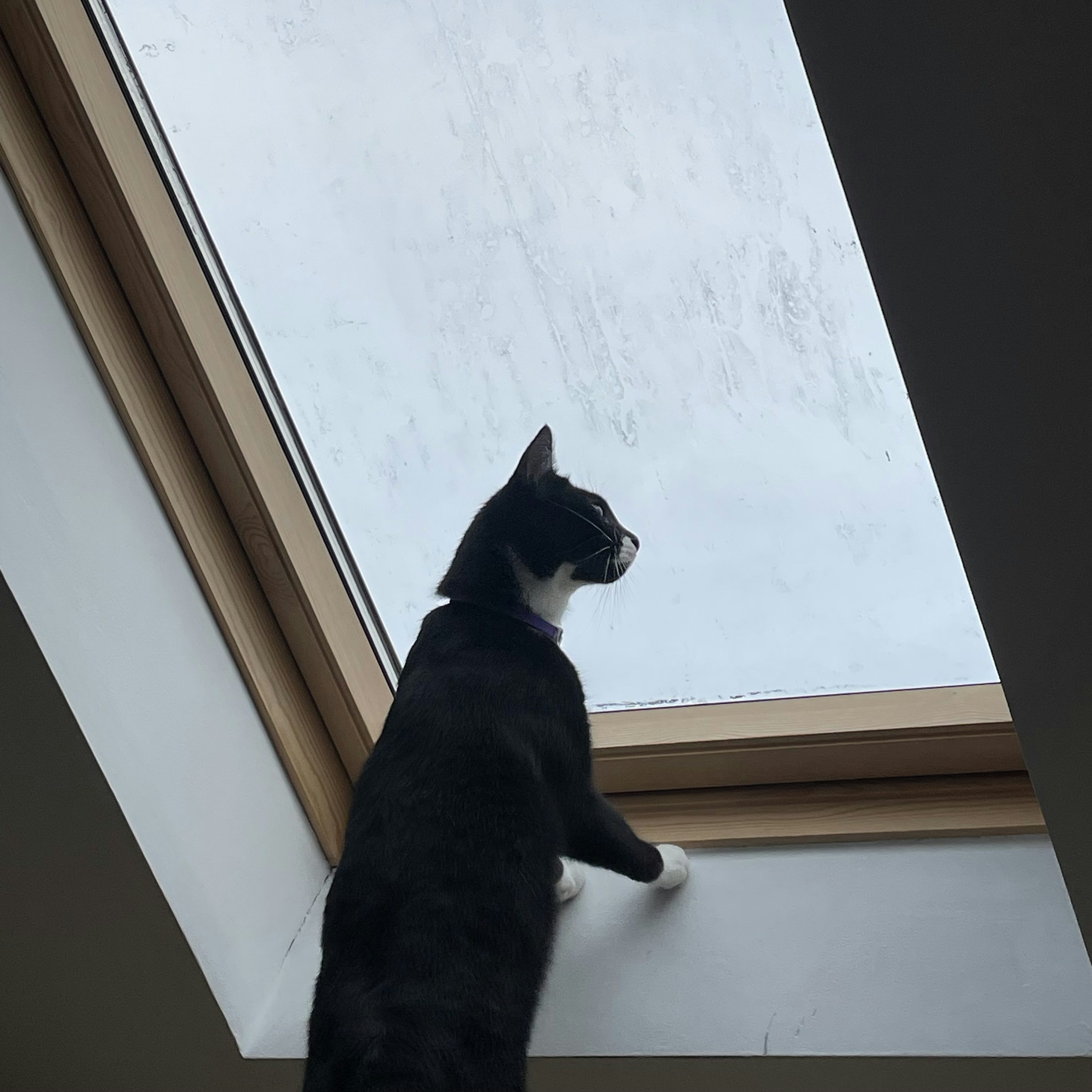 테슬라 주가 7% 폭락