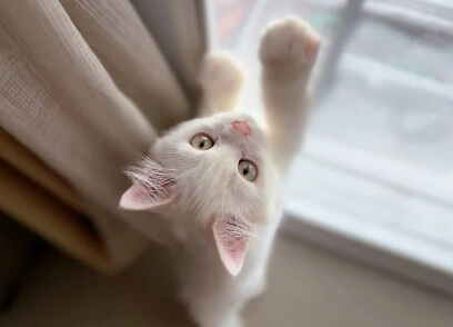 고양이 간 건강을 위한 관리 방법