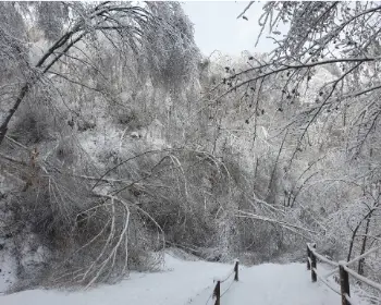 인제 자작나무 숲_6