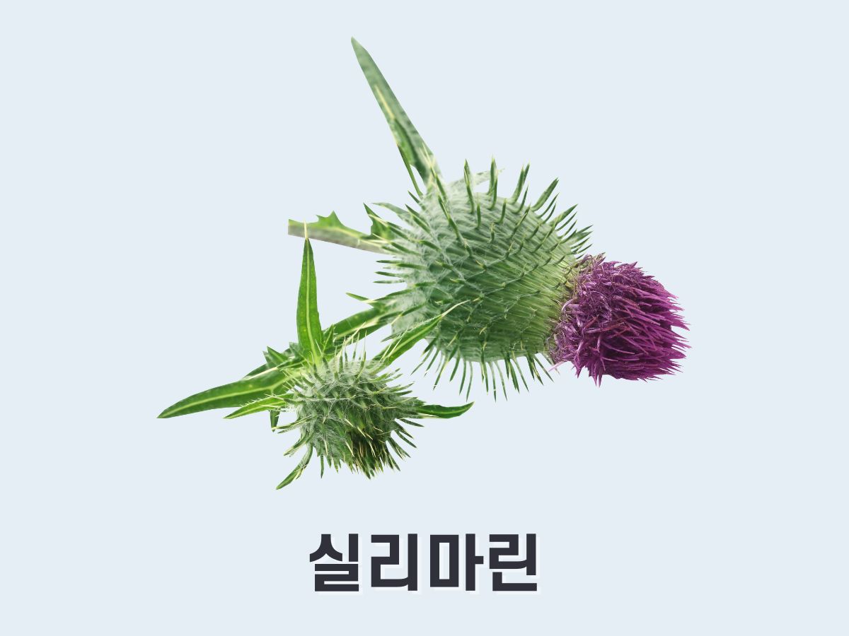 실리마린