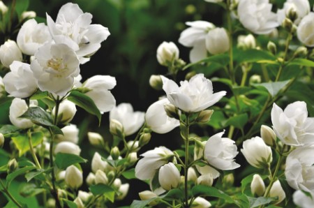 꿀잠 숙면에 도움이 되는 식물 - 자스민 키우기 효능