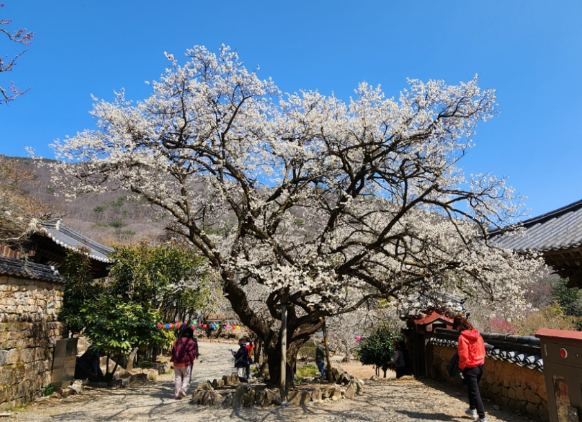 순천 선암사