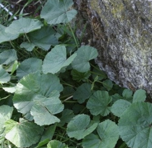 머위 효능과 부작용 고르는법 먹는법 칼로리