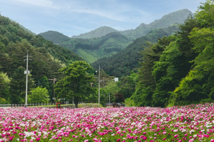 작약 꽃 밭 전경 사진