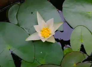 국립한국자생식물원-입장료-운영시간-할인-방법