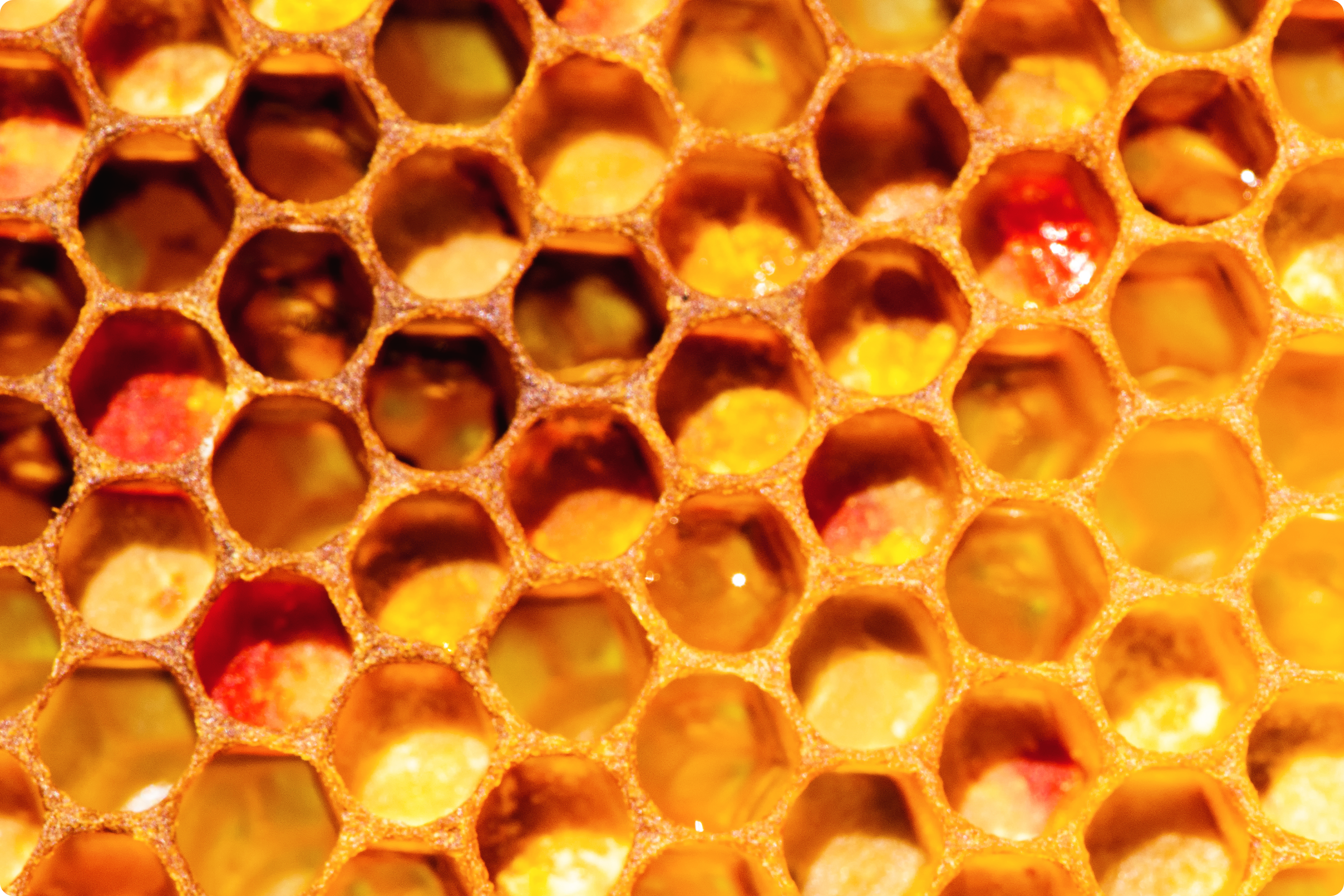 프로폴리스-효능