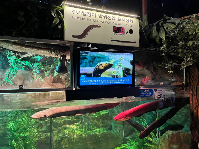 전기뱀장어