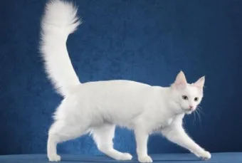 터키시앙고라 고양이 유전병 성격 가격_4