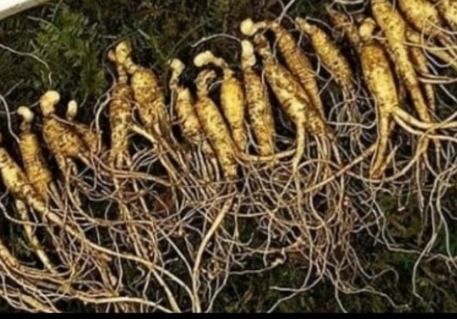 한국인의밥상-함양-오봉산-산양삼