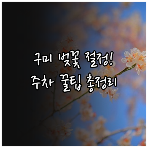 구미 벚꽃 절정 시기 및 금리단길 근..