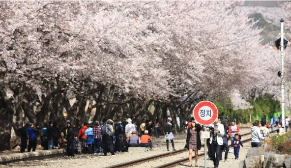 군항제-행사2