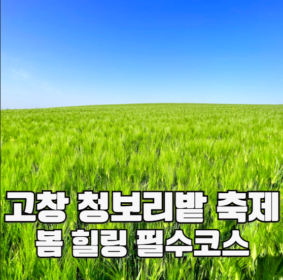 고창 청보리밭 축제 봄 힐링 필수코스