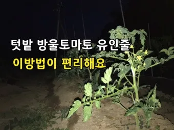 작물 순지르기 유인 기본 토마토 오이 가지 고추 수형관리_16