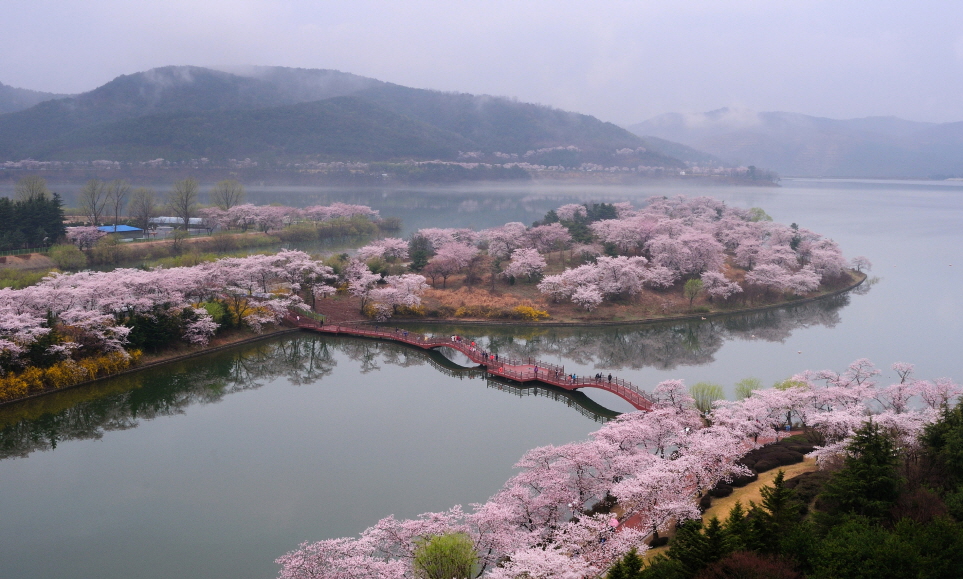 벚꽃 명소