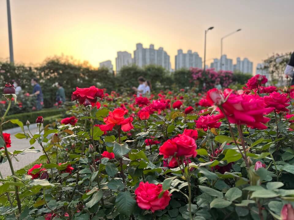 2024 서울장미축제 기간, 소개, 주차팁, 지도