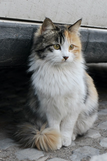 고양이 품종